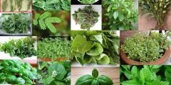 النباتات العطرية واستخداماتها العلاجية